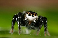 Spider (fam. Salticidae)