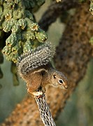 Harris´ Antelope Squirrel (Ammospermophilus harrisi) - Also called Yuma Antelope Squirrel - Arizona - Found in southwestern Arizona and northwestern M...
