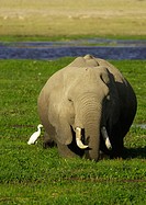 African Elephant ( Loxodonta africana). Amboseli National Park. Kenya
