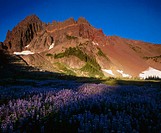 Sunlight on Lupine (Lupinus) in Canyon Creek Meadows and Three Fingered Jack, Mt. Jefferson Wilderness. Oregon, USA