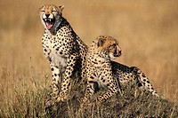 Two Cheetahs (Acinonyx jubatus ) on an old termite hill, one is yawning. Masai Mara, Kenya.