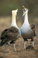 Displaying couple of Galapagos Albatros (Diomedea irrorata). Galápagos Islands, Ecuador.