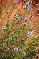 Perennial bushy plant of the globularia family - globulariaceae - up to 60 cm. Stems erect and ligneous. Leaves short-stalked, lanceolate ending in a ...