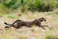 Cheetah (Acinonix jubatus). Masai Mara. Kenya