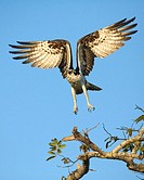 Osprey (Pandion haliaetus). Sanibel Island, Florida, USA