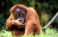 Sumatra Orangutan (Pongo pygmaeus abelii).