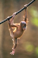 Sumatra Orangutan cub (Pongo pygmaeus abelii).