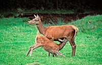 Red Deer, female nursing young,  (Cervus elaphus).