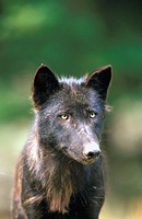 Wolf (Canis lupus).