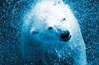 Polar bear (Ursus Maritimus).