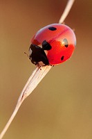 Ladybug (Coccinella septempunctata). La Rioja, Spain
