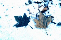 Maple leaves in snow