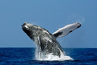 Humpback whale, Megaptera novaeangliae, breaching, Kailua-Kona, Big Island, Hawaii (Pacific)