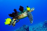 Green sea turtle, Chelonia mydas, gets cleaned by yellow tangs, Zebrasoma flavescens and lined bristletooth, Ctenochaetus striatus, Kailua-Kona, Hawai...