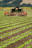 Man driving John Dere tractor through rows of crops in Watsonville, California field.