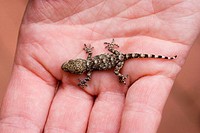 A little Gecko in an hand
