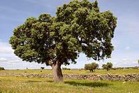 Holm oak trees in Brozas, Caceres province. Extremadura, Spain