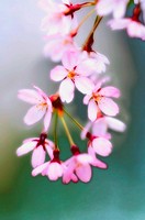 Cherry Blossom. Weeping Higan Cherry. Prunus subhirtella Pendula. April. Maryland, USA
