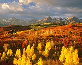 Oaks and Aspen trees in autumn. San Juan Mountains. Colorado, USA.