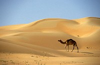Liwa oasis in the desert. UAE