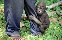 Gorilla. Cameroon