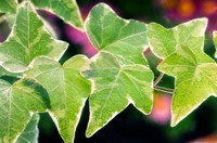 Ivy Leaves. Hedera Helix Ivy variegated. October 2005. Maryland, USA