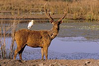 India Khanah National Park, Barasinga deer (cervus duvaucelli) with cattle Egret