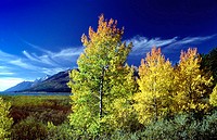 Autumn cottonwood trees light up in the late afternoon light with the Grand Tetons in the background, Wyoming, USA
