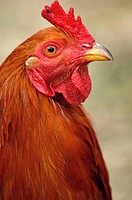 Domestic rooster, Pennsylvania, USA
