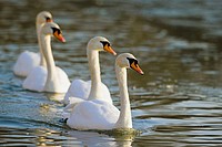 Cygnus olor, Mute Swan, group swimming