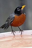 American robin (Turdus migratorius).