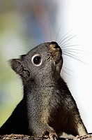 Gray Squirrel (Sciurus carolinensis).