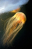 Jellyfish (unidentified species). Peace Haven. Port Pegasus. Stewart Island. South Pacific Ocean.