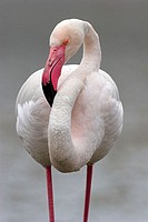 Greater Flamingos (Phoenicopterus ruber).