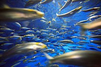 A school of fish swim in the giant aquarium tank of Monterey Bay Aquarium, Monterey, California, United States of America