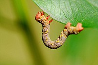 Garden Carpet (Xanthorhoe fluctuata) larva. Sierra Madrona, Ciudad Real, Spain