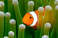False Clown fish hiding in anenome