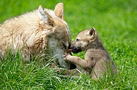 Wolves (Canis lupus), mother and cub, captive. Germany