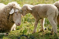 Merino Sheep, lamb.