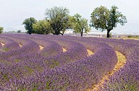 Blooming Lavender Field (Lavendula angustifolia)