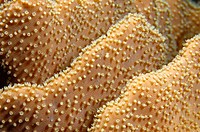 Leather coral (Lobophyton sp.) texture detail. Ha´apai Group. Tonga. South Pacific Ocean.