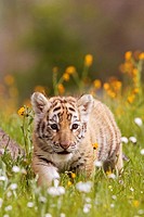 Tiger cub walking through the field of wildflowers in the spring out in the country