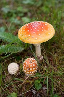 Fly agaric or death cap. A deadly poisonous mushroom. Sweden.
