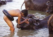 Boy washes a buffalo in Ganges river. Varanasi. India.