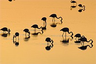 Greater Flamingo, Phoenicopterus ruber, Laguna Larga de Villacañas, Toledo, Castilla La Mancha, Spain.