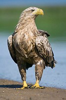 White tailed Sea-Eagle at the shore of the Elbe river. Germany