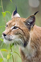 Eurasian Lynx (Lynx lynx).