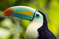 This Toucan lives naturally in rainforests from Mexico to Ecuador and Columbia.