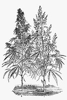 Hemp plant, female and male (Cannabis sativa). Antique drawing, ca. 1900.