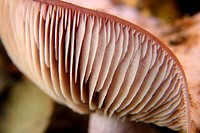 Sickener mushroom (Russula emetica). Villatorcas. Castellón province, Spain